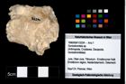 Foto (Objekt + Etikett) von Goniodromites sp.  (NHMW-GEO-1990-0041-3224)